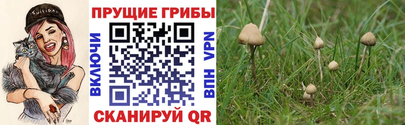 shop как зайти  Киселёвск  Галлюциногенные грибы мухоморы 
