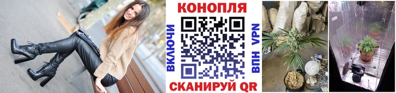 Канабис сатива  Киселёвск 